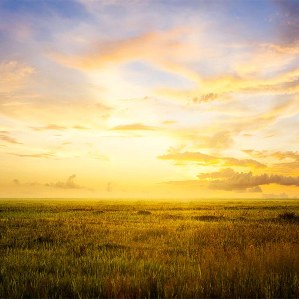 Sunrise over a field